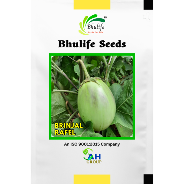 Bhulife Seeds Brinjal Seeds Rafel Variety