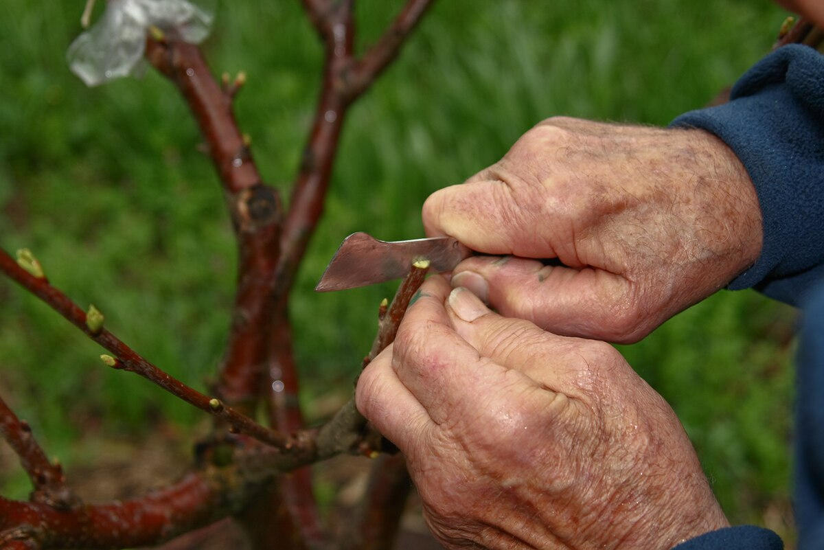 You are currently viewing List of Plants Suitable for Grafting Technique