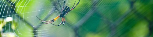 Keep Your Home Spider-Free: Natural Remedies That Work