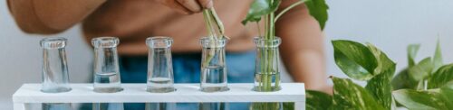 Natural Plant Rooting Solution for Plant Cloning