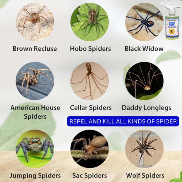 Spider Away Pretty BUYERS Spider Repellent Spray Spider killer