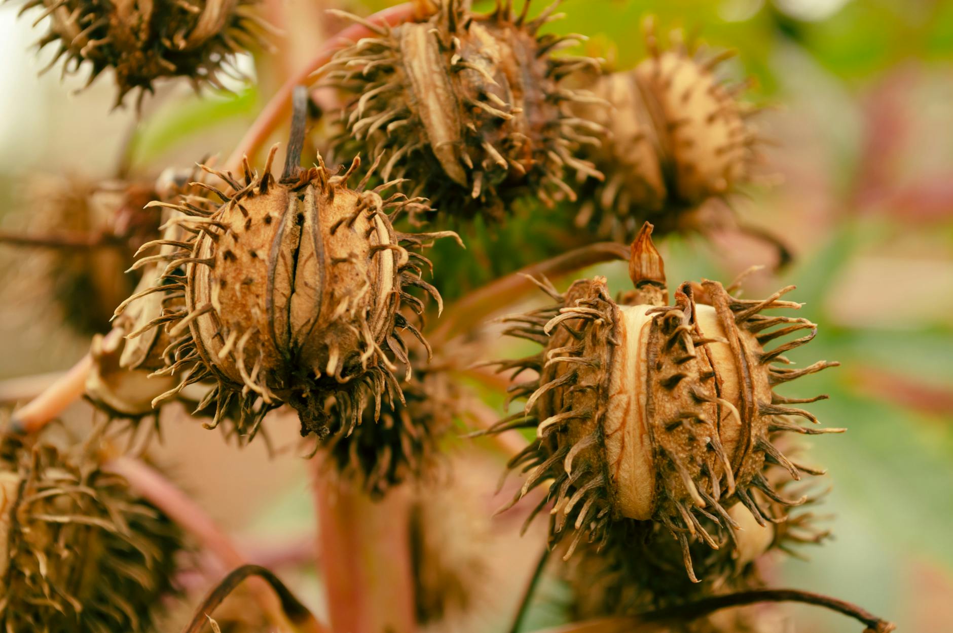 You are currently viewing Ricinus Communis Seeds – Benefits, Risks, and Uses