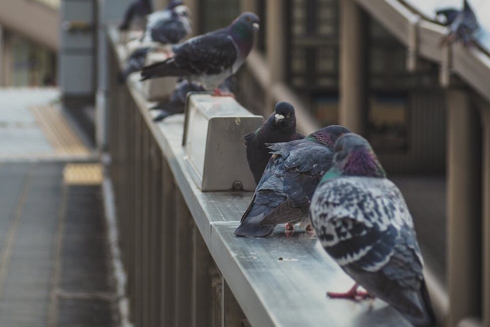 Read more about the article Guide to Choosing the Right Pigeon Repellent