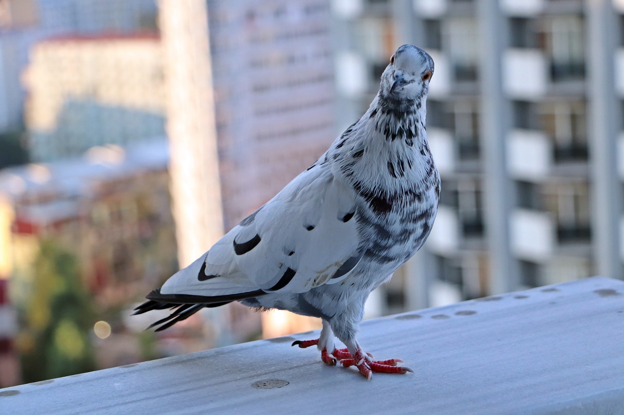 Read more about the article Solution to Issues Apartment Owners Face Due to Pigeons