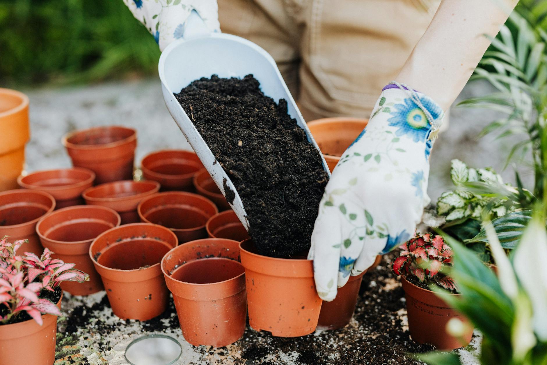 You are currently viewing Use of Seaweed Extract for Plants