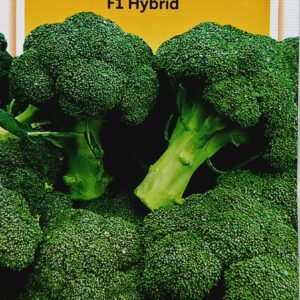 Broccoli Seeds 🥦 F1 Hybrid KGP by Pocha Seeds
