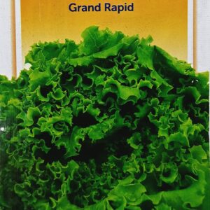 Pocha Seeds Lettuce Grand Rapid KGP