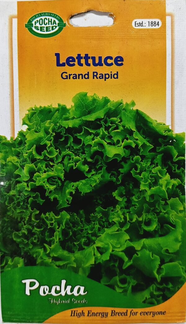 Pocha Seeds Lettuce Grand Rapid KGP
