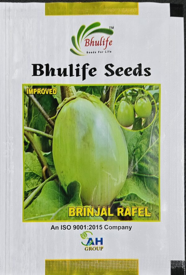 Brinjal Seeds Rafel Improved by Bhulife Seeds 10g