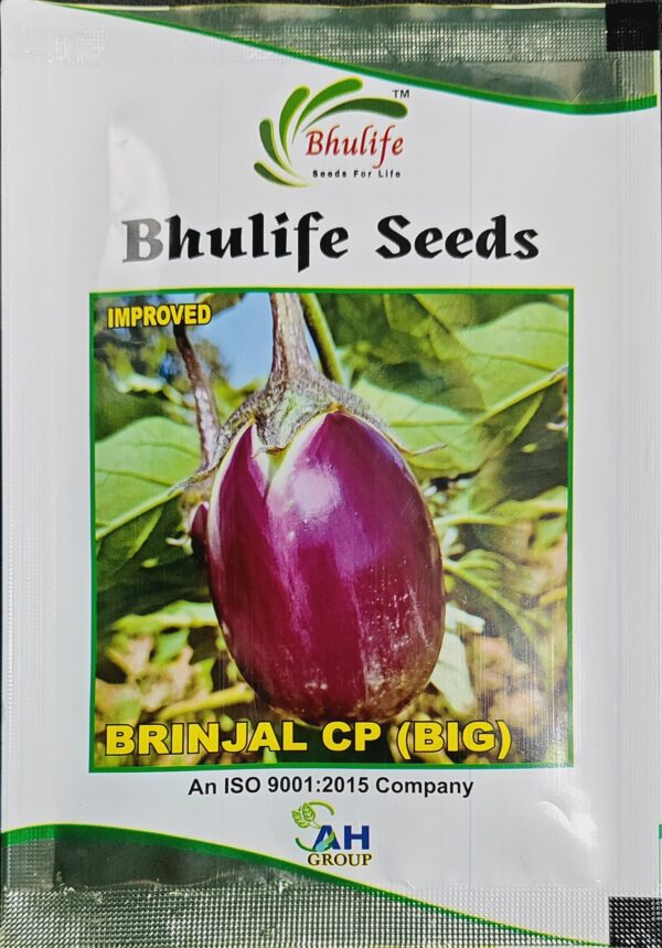 Brinjal Seeds CP Big by Bhulife Seeds 10g