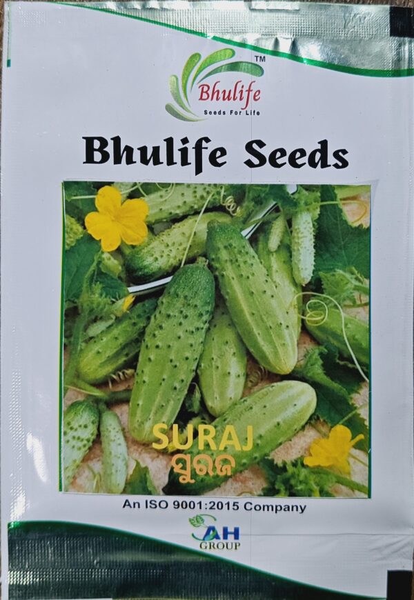 Cucumber Seeds Suraj by Bhulife Seeds 25g