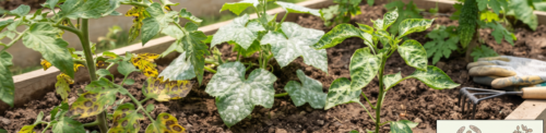 Common Vegetable Plant Diseases and Their Organic Solutions